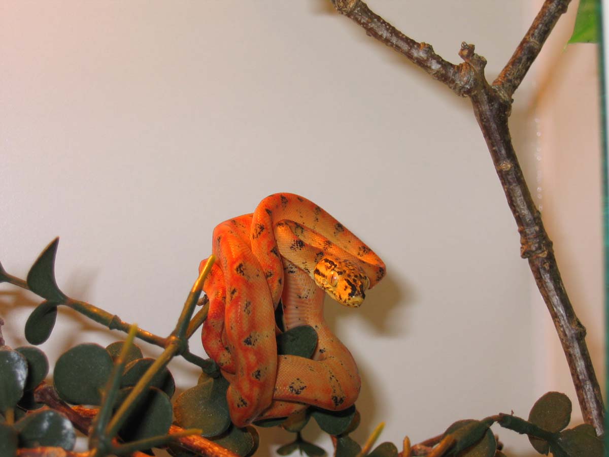 amazon tree boa