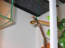 orange amazon