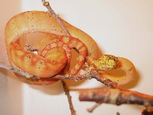 orange amazon