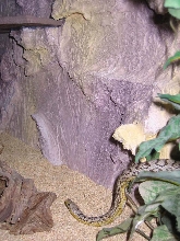 ghostcorn