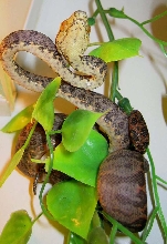 gardenphase