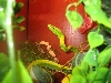 oxybelis fulgidus