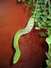 oxy swalowed her dinner