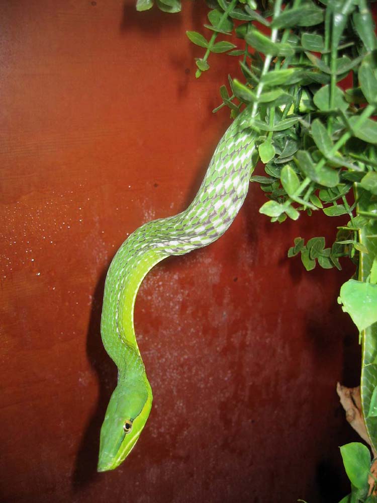 oxy swalowed her dinner