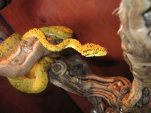 yellow atb