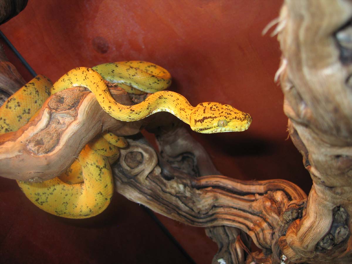 yellow atb