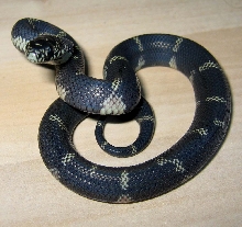 E.g.getula x E.g.goini