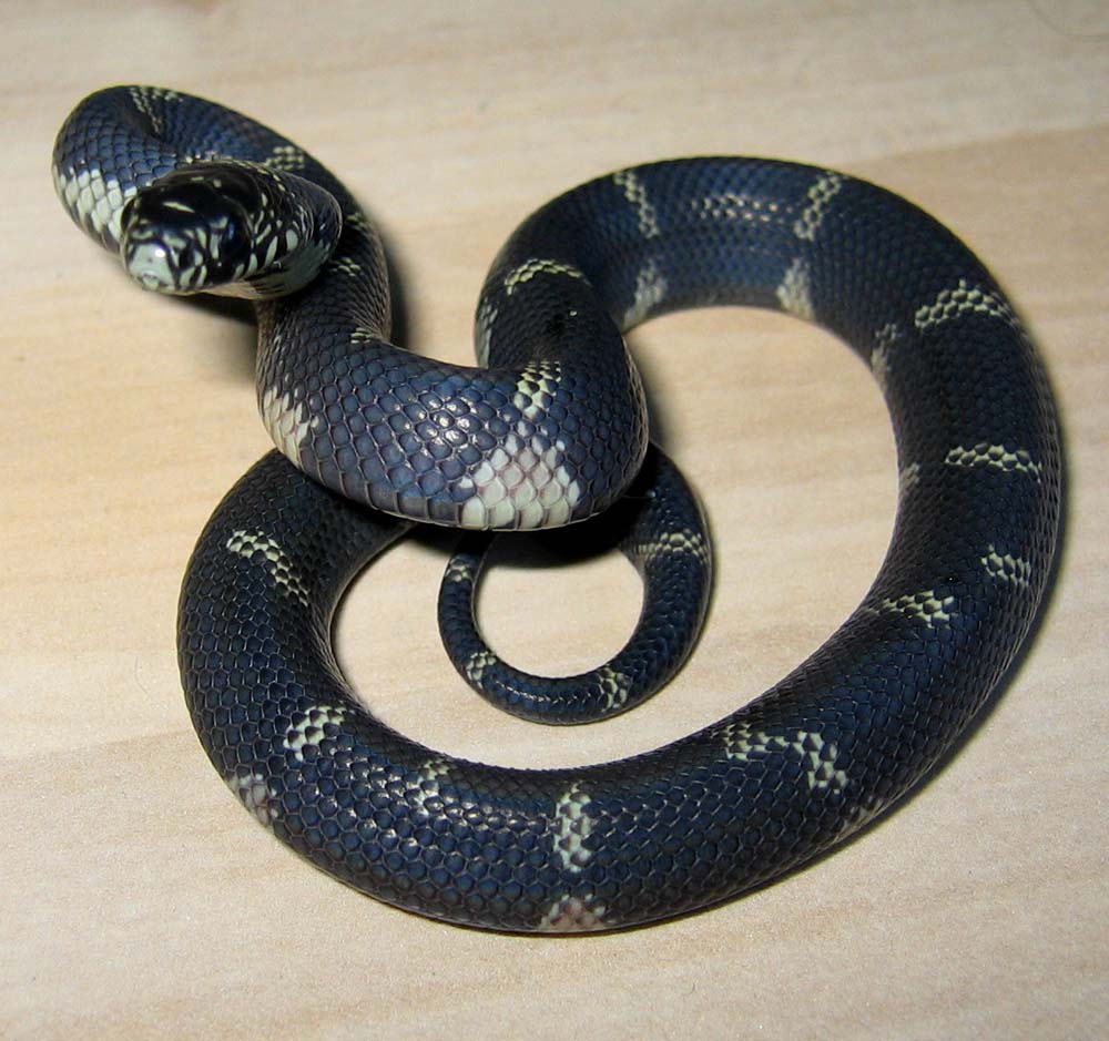 E.g.getula x E.g.goini