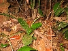 Elegant bronzeback(Dendrelaphis formosus)live at Taman Negara N.P. Malaysia
