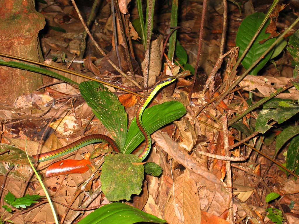 Elegant bronzeback(Dendrelaphis formosus)live at Taman Negara N.P. Malaysia