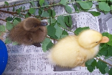 My ducks
