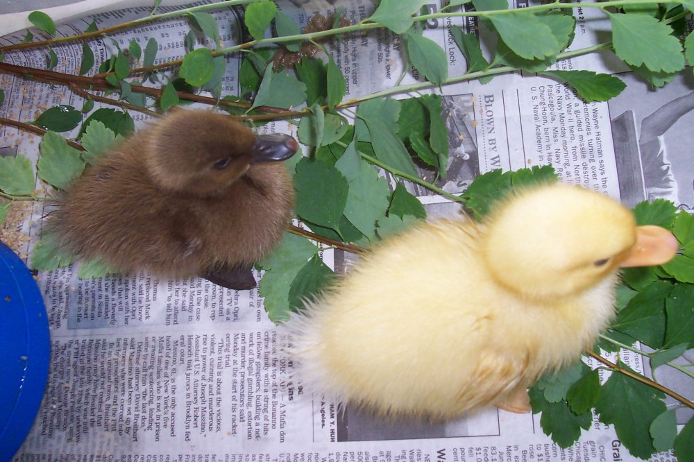My ducks