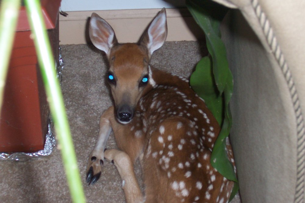 Baby deer