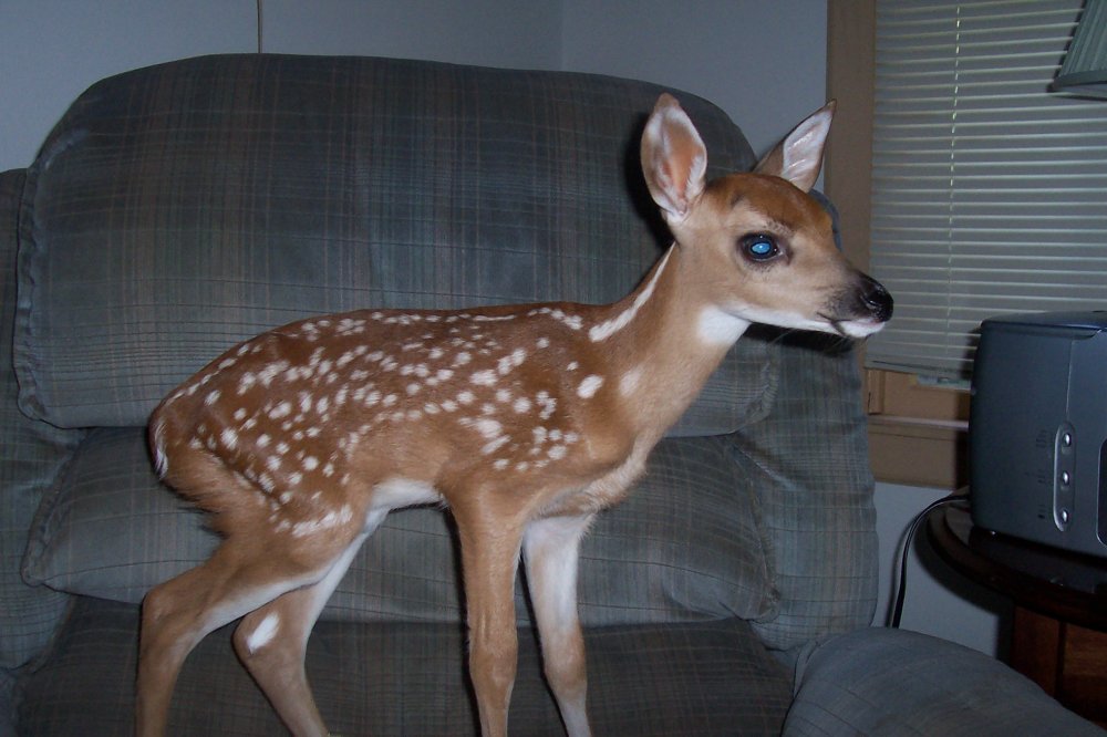 Baby deer