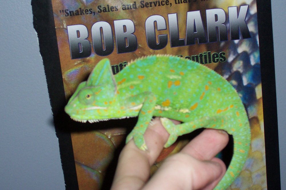 Mean cham!