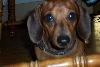 Just my wiener