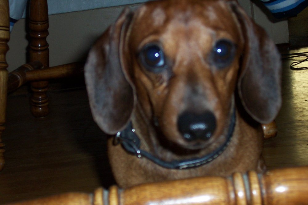 Just my wiener