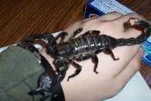 New Scorpion