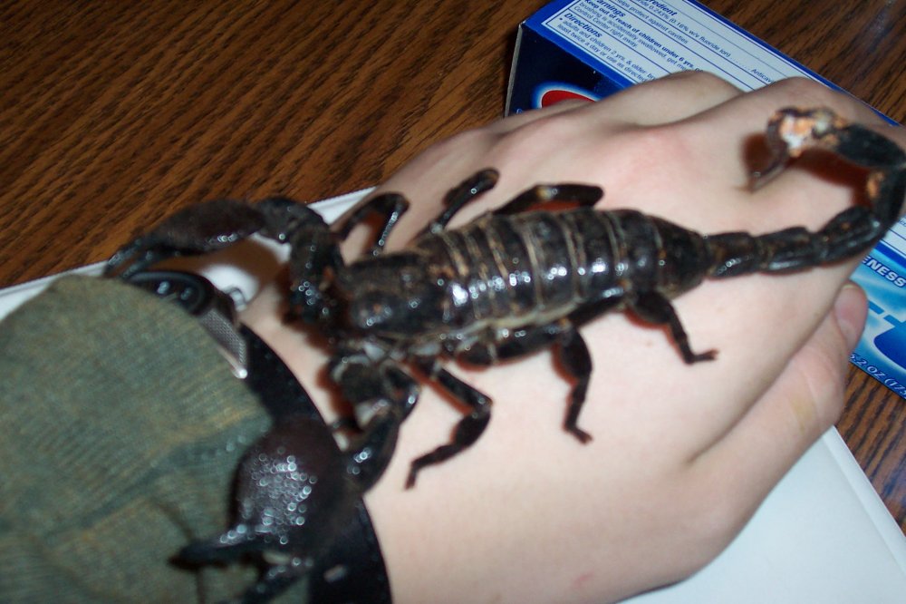 New Scorpion
