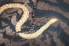 My Albino Bullsnake and Eastern Fox Snake Together