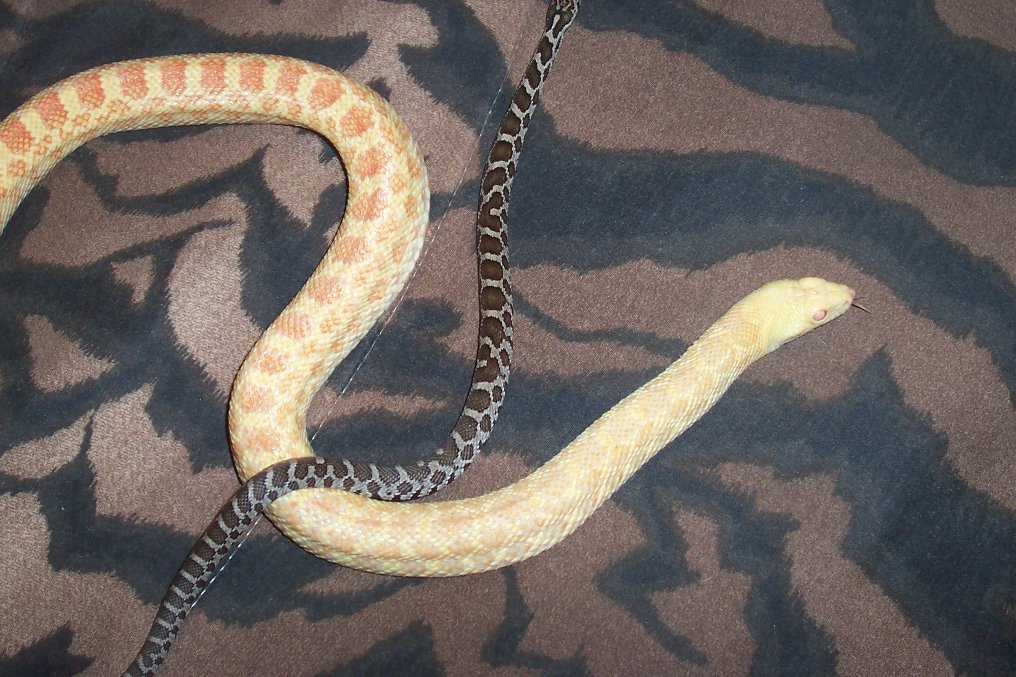 My Albino Bullsnake and Eastern Fox Snake Together