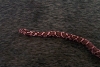 Eastern Fox Snake