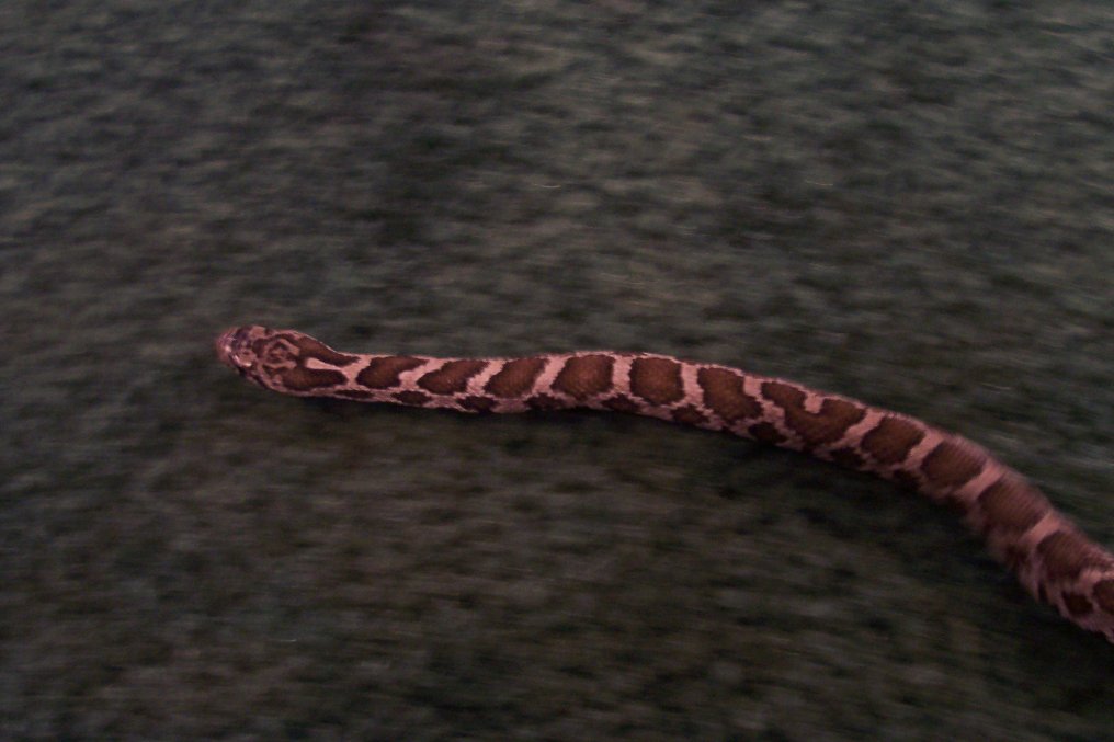 Eastern Fox Snake
