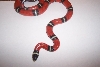 Milk Snake
