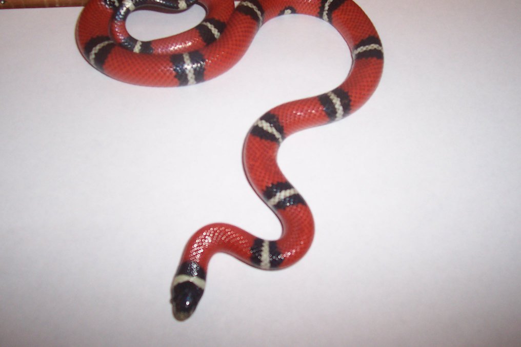 Milk Snake