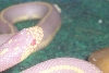 Snow-WHite