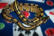 My fav Ball python