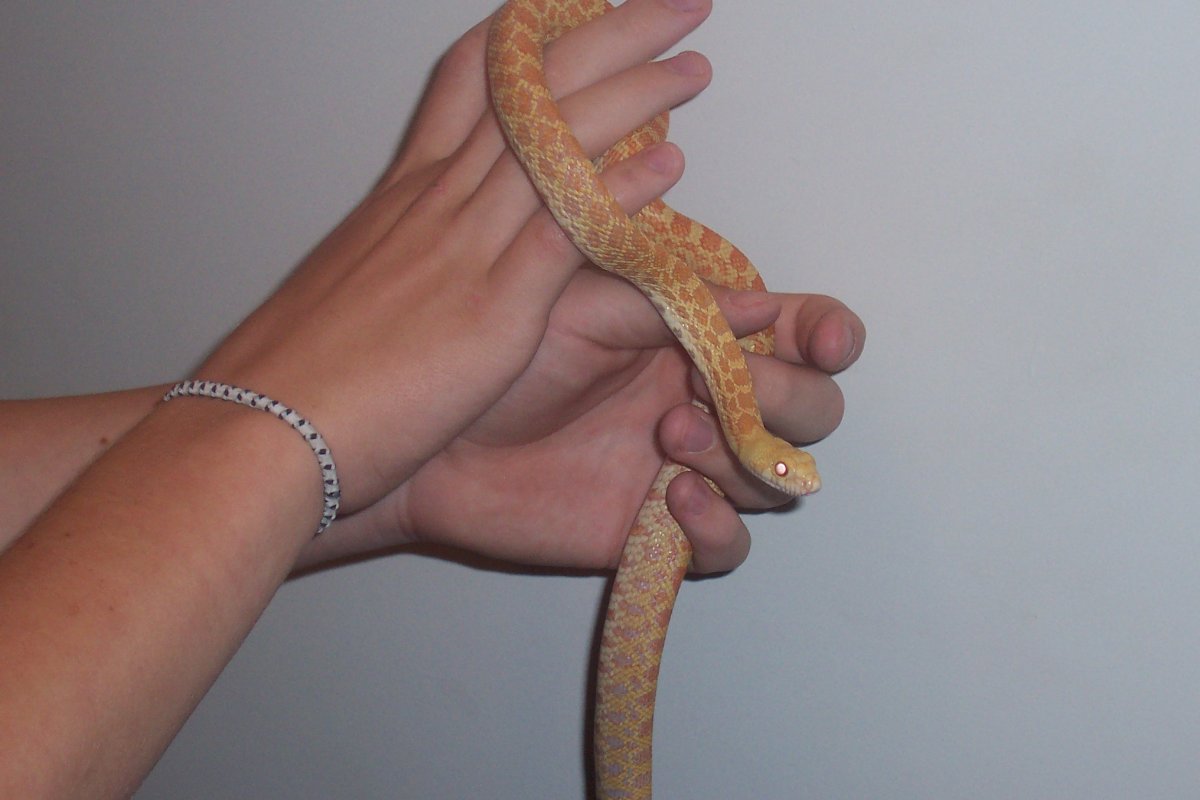 Bullsnake