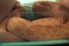 Bullsnake in his hide.