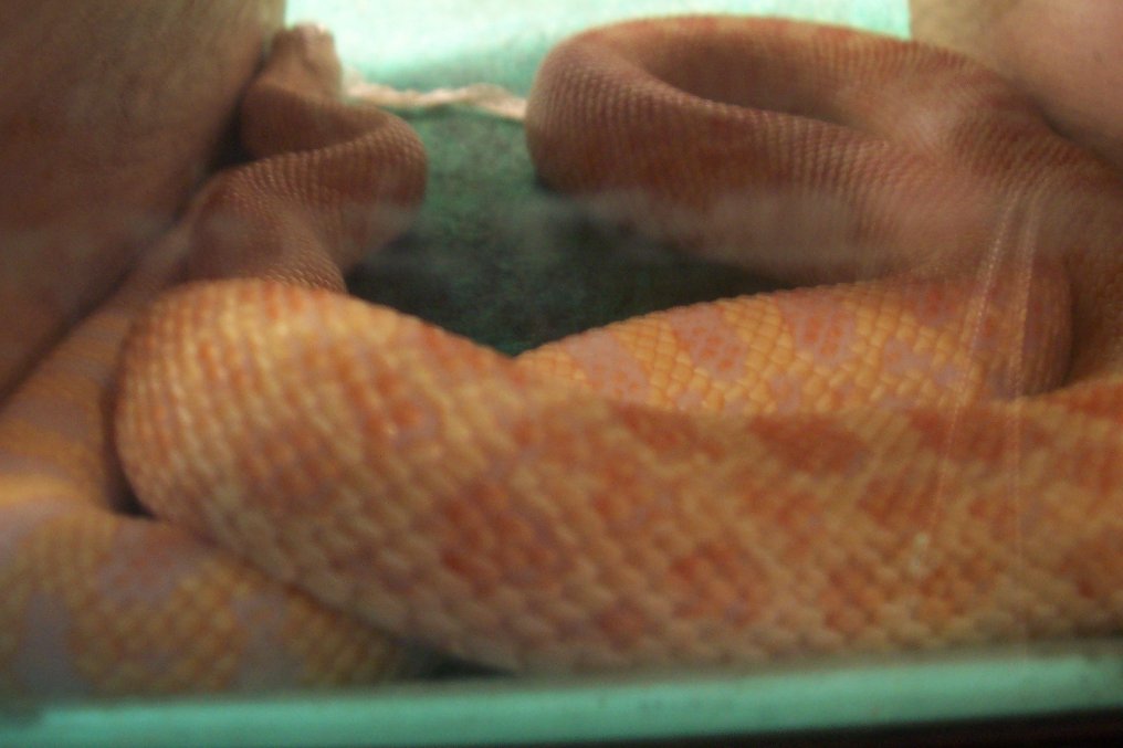Bullsnake in his hide.