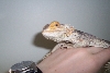 My Beardie