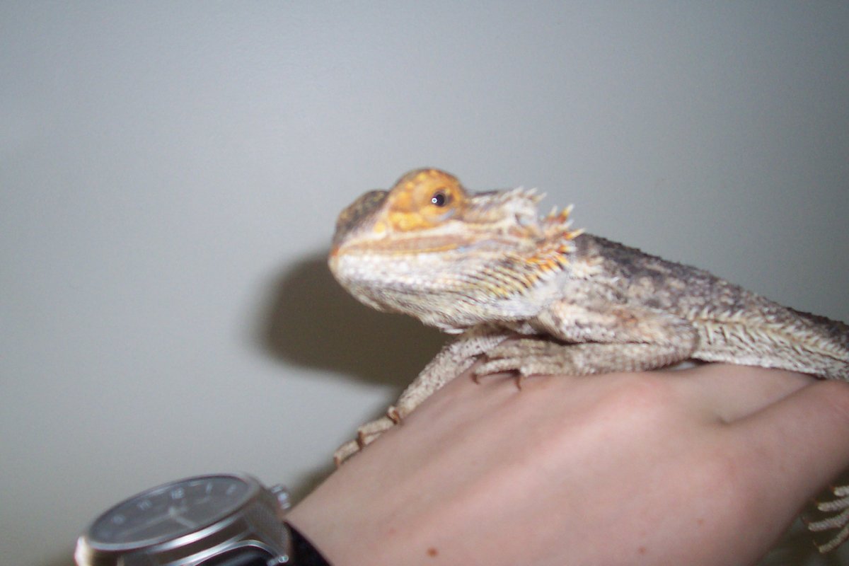 My Beardie