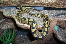 My fav BP on her basking ledge!!