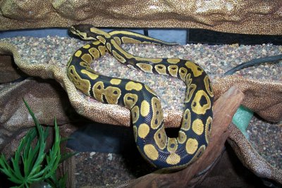 My fav BP on her basking ledge!!