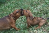 Play Dog Fight