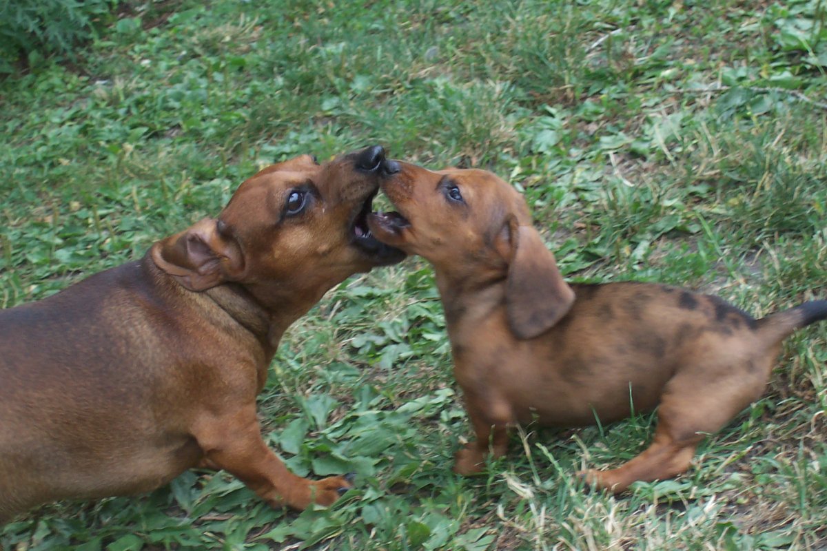 Play Dog Fight