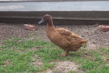 Dumb my khaki duck
