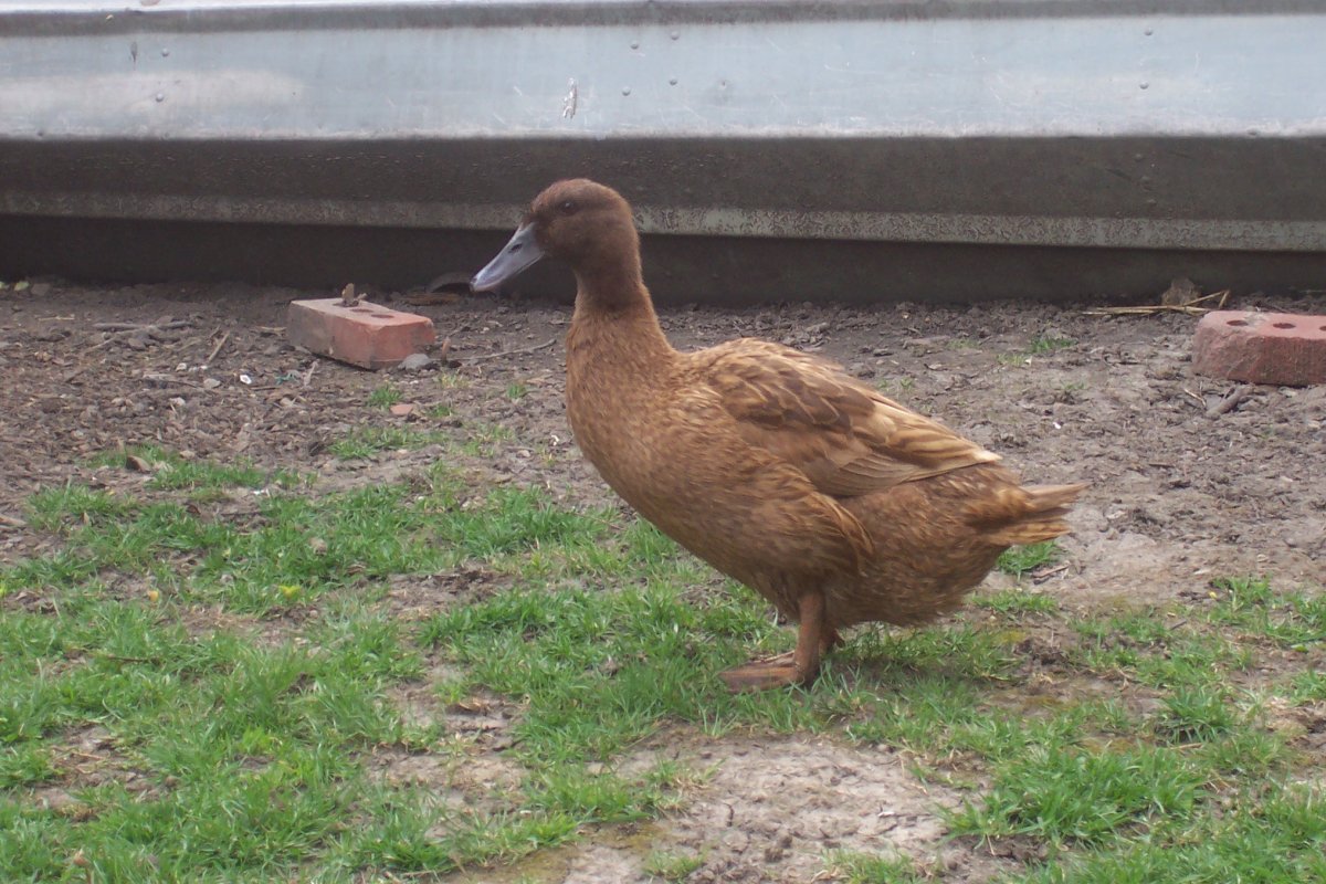 Dumb my khaki duck