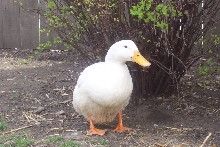 Dumber my Pekin Duck