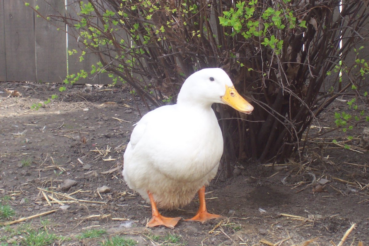 Dumber my Pekin Duck
