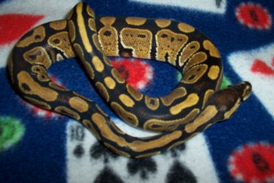 Another of my fav ball python