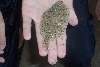 Flounder