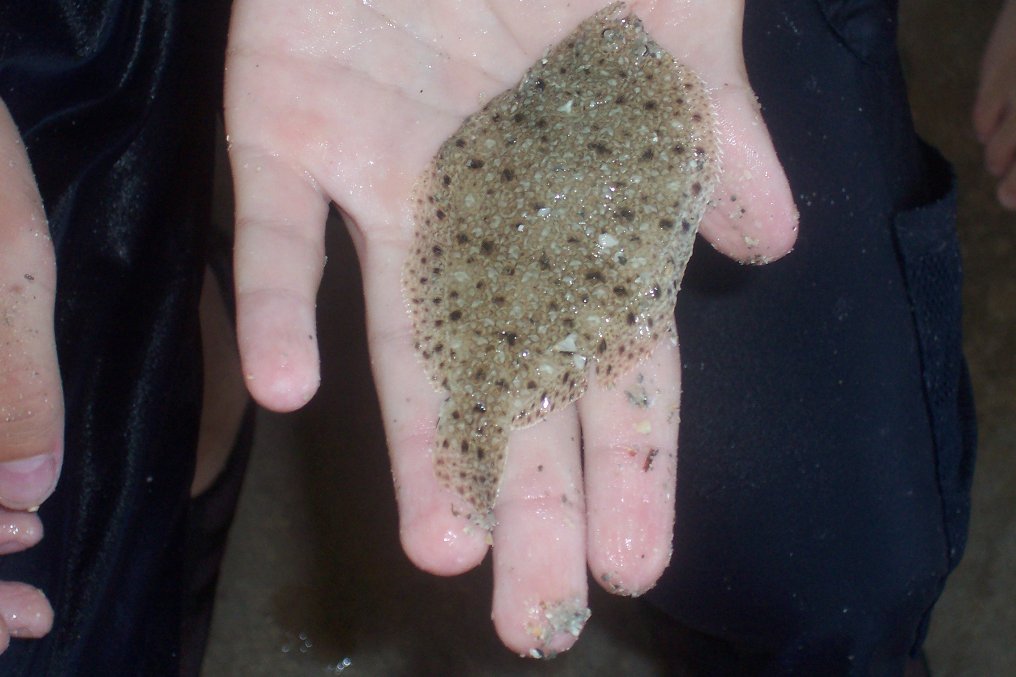 Flounder
