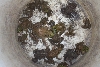 Daily Frog/Toad Capture