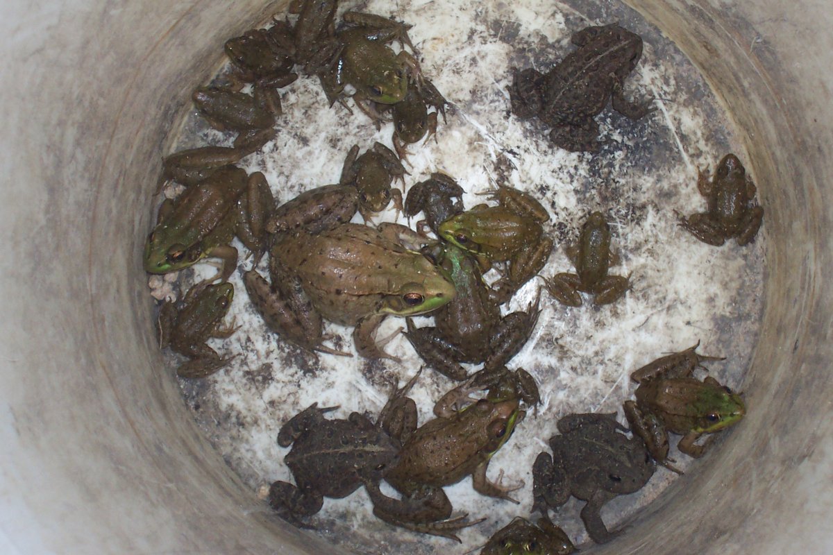 Daily Frog/Toad Capture