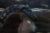 Irian Jaya Carpet Eating